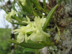 Epidendrum scharfii