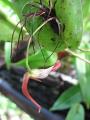 Pleurothallis ruberrima