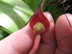 Pleurothallis ruberrima