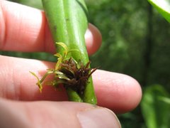 Pleurothallis dibolia
