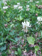 Trifolium repens