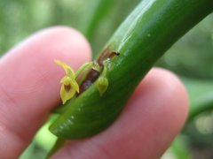 Pleurothallis dibolia