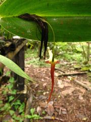 Pleurothallis ruberrima