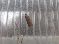 Phaeosaces apocrypta