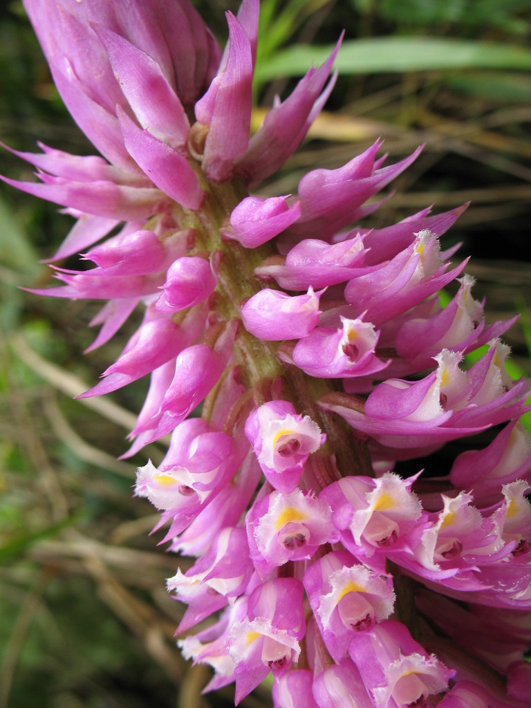 Elleanthus vernicosus