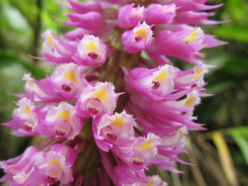 Elleanthus vernicosus Garay 2