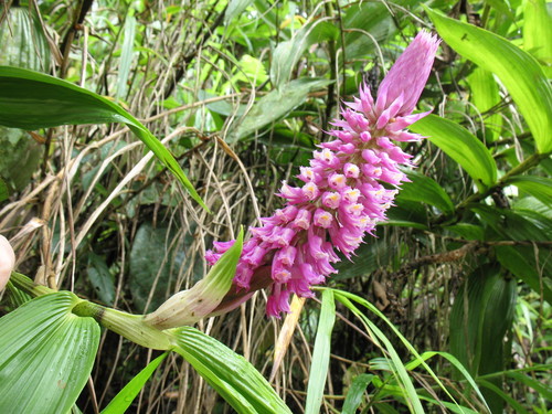 Elleanthus vernicosus Garay 3