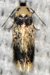 Stigmella macrocarpae