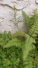 Corydalis cheilanthifolia