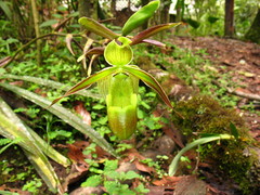 Phragmipedium