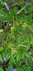 Cissus tiliacea