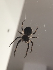Larinioides sclopetarius