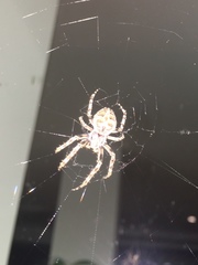 Larinioides sclopetarius