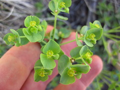 Tithymalus