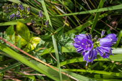 Adenophora triphylla