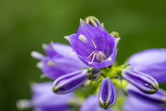 Adenophora triphylla