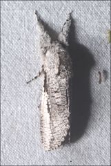 Endoxyla secta