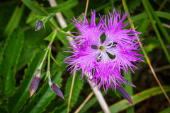 Dianthus superbus