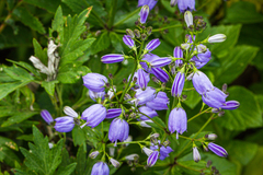 Adenophora triphylla