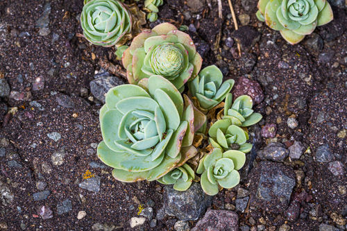Orostachys malacophylla var. iwarenge 2