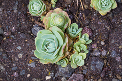 Orostachys malacophylla iwarenge