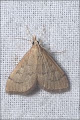 Metasia dicealis