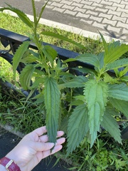 Urtica angustifolia