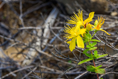 Hypericum erectum