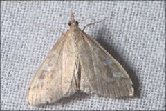 Udea hyalistis