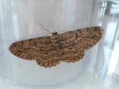 Hypomecis transcissa