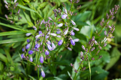 Adenophora triphylla