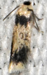 Stigmella macrocarpae