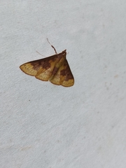 Polygrammodes ponderalis