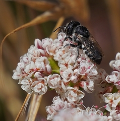 Megachile apicalis