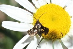Thyris maculata