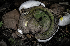 Ganoderma resinaceum