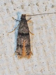 Walshia miscecolorella