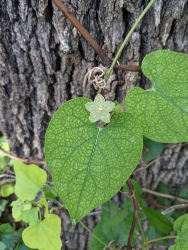 Pearl Milkweed Vine
