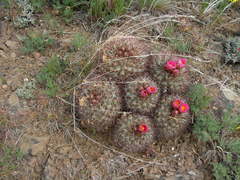 Pediocactus nigrispinus