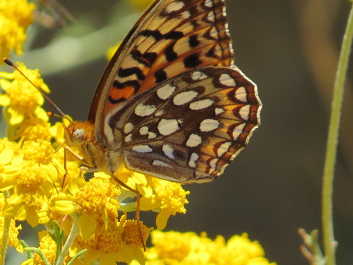Coronis Fritillary photo 4