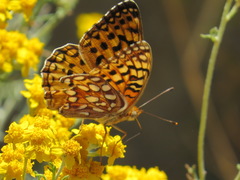 Speyeria coronis coronis