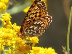 Speyeria coronis coronis