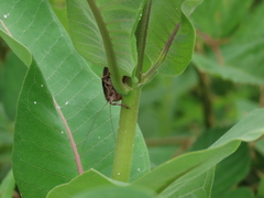 Atlanticus testaceus