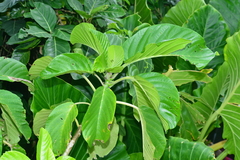 Dendrocnide kotoensis