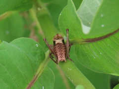 Atlanticus testaceus