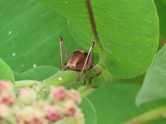 Atlanticus testaceus