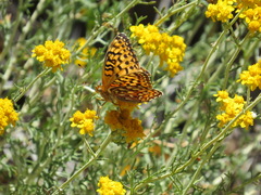 Speyeria coronis coronis