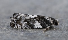 Gypsonoma adjuncta