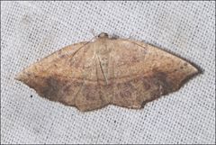 Planolocha obliquata