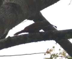 Lepidocolaptes souleyetii